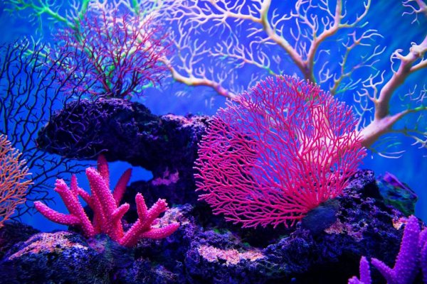 Vedci vyvinuli tepluvzdorný koral, ktorý by mohol pomôcť v boji proti blednutiu koralových útesov