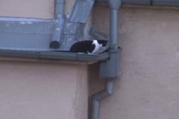 "Cica" loví na streche