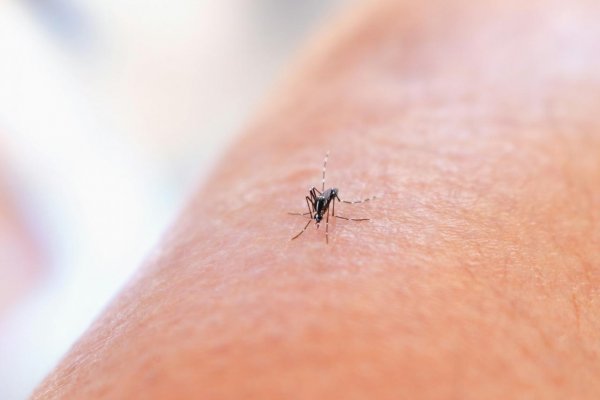 SAV: Invázny komár tigrovaný si vytvoril v Bratislave lokálnu populáciu
