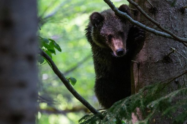 Medveď a exkotlebovskí extrémisti na Ministerstve životného prostredia