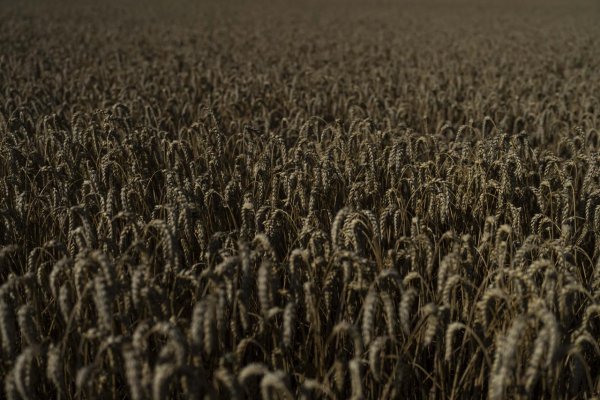 Úroda obilia na Ukrajine za rok 2023 bude asi o 5 percent vyššia oproti vlaňajšku