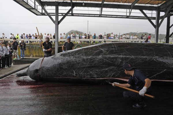 Japonci obnovia komerčný lov veľrýb